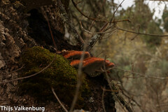Inonotus