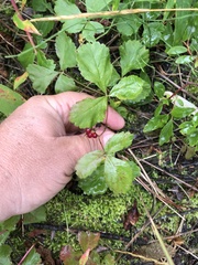 Rubus arcticus acaulis