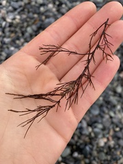 Desmarestia aculeata