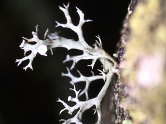 Ramalina dilacerata
