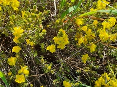 Hibbertia calycina