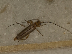 Limernaea aurivillii