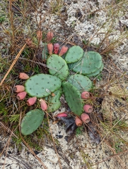 Opuntia mesacantha