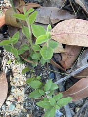 Billardiera scandens