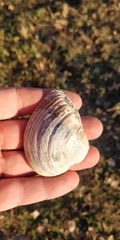 Truncilla truncata