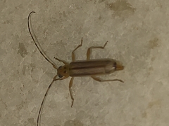 Limernaea aurivillii