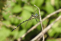 Parasynthemis regina