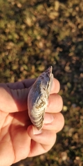 Truncilla truncata