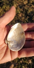 Truncilla truncata