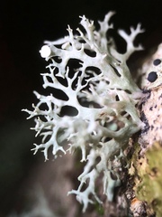 Ramalina dilacerata