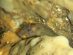 Parablennius gattorugine