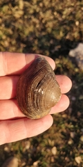 Truncilla truncata