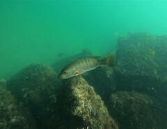 Lutjanus novemfasciatus