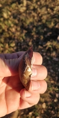 Truncilla truncata