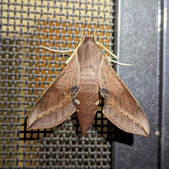 Theretra indistincta