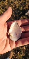 Truncilla truncata