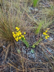 Chrysopsis gossypina