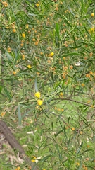 Acacia retinodes