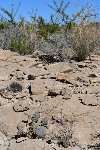 Boerhavia anisophylla