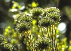 Paepalanthus
