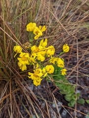 Chrysopsis gossypina
