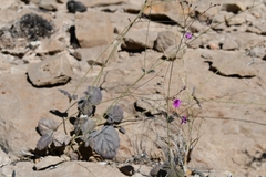 Boerhavia gracillima