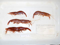 Pasiphaea tarda
