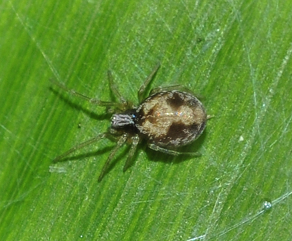 Spagnius albopilosus