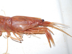 Pasiphaea tarda