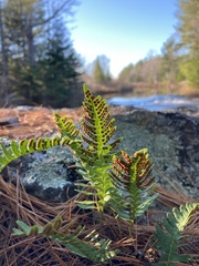 Polypodium