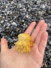 Telmessus cheiragonus