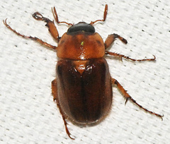Cyclocephala borealis