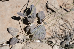 Boerhavia gracillima