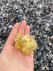 Telmessus cheiragonus