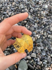 Telmessus cheiragonus