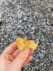 Telmessus cheiragonus