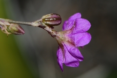 Boerhavia gracillima