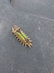Doratifera oxleyi