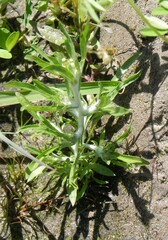 Gnaphalium uliginosum