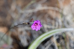 Boerhavia gracillima
