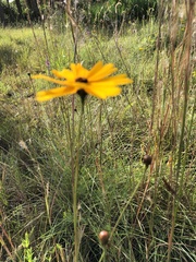 Coreopsis floridana