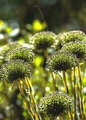 Paepalanthus