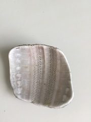 Evechinus chloroticus