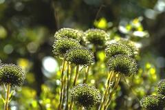 Paepalanthus