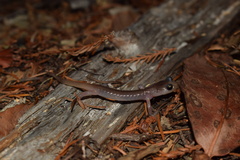 Aneides lugubris