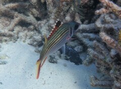 Neoniphon sammara
