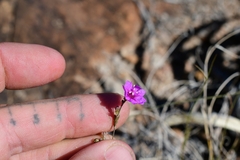 Boerhavia gracillima
