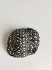 Evechinus chloroticus