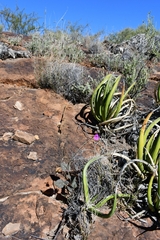 Boerhavia gracillima