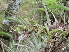 Epidendrum rigidum